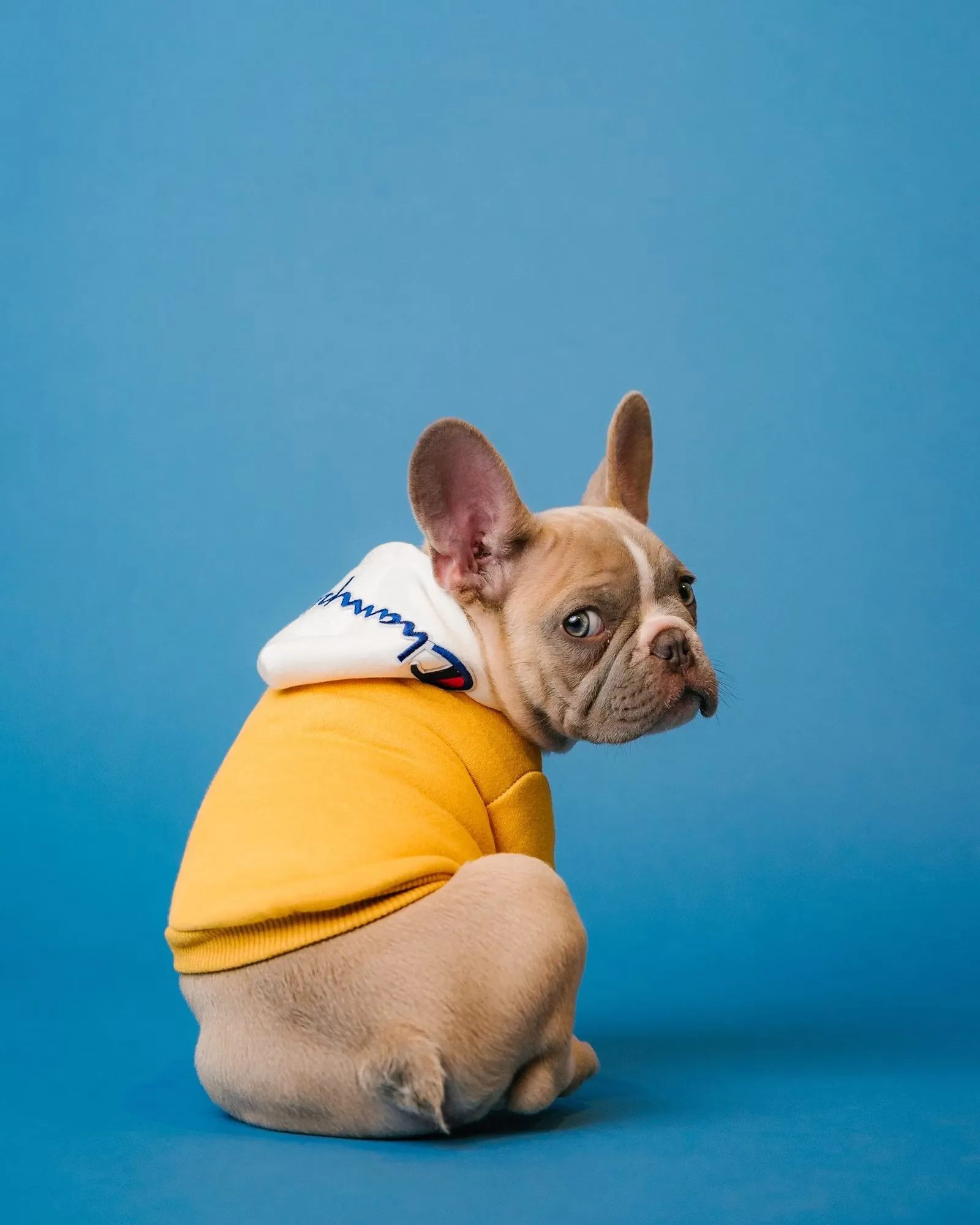 Education canine